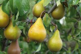 Birnbaum