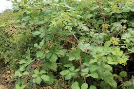 Brombeere