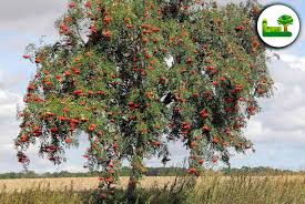 Eberesche (Vogelbeere)