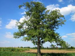 Erle