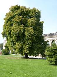 Haselnussbaum
