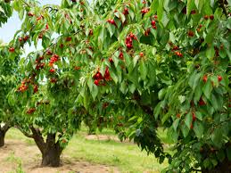 Kirschbaum