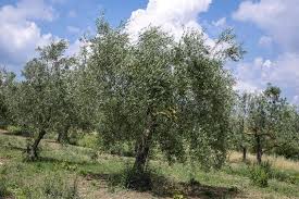 Olivenbaum
