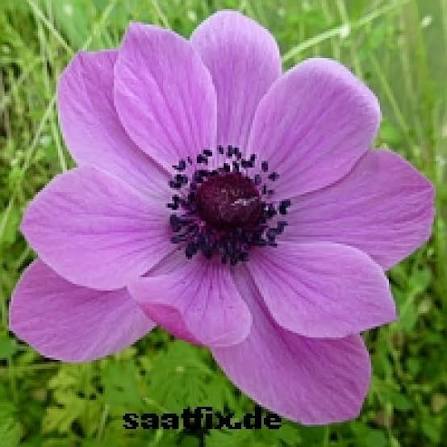 Anemone