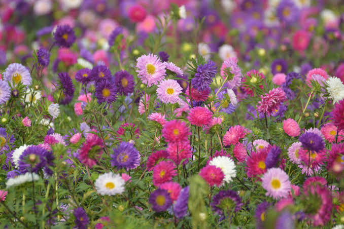 Aster