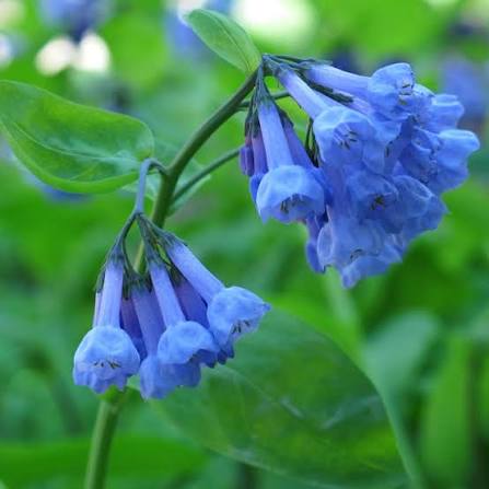 Blauglöckchen