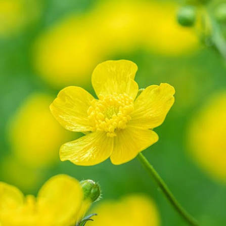 Butterblume