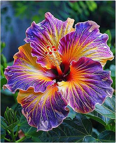 Hibiskus