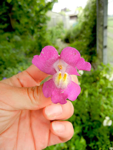 Löwenmäulchen