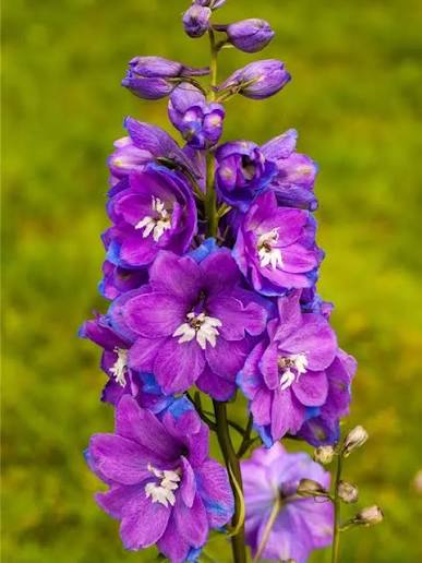 Lila Rittersporn – Vorschau aus den Blumen-Karteikarten
