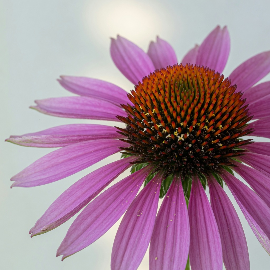 Echinacea