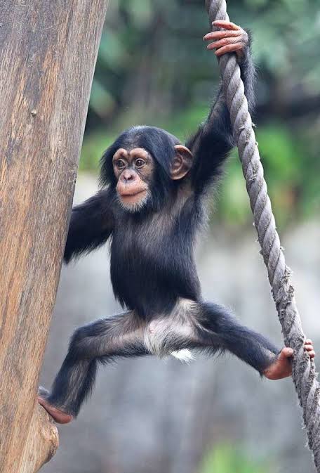 Affe