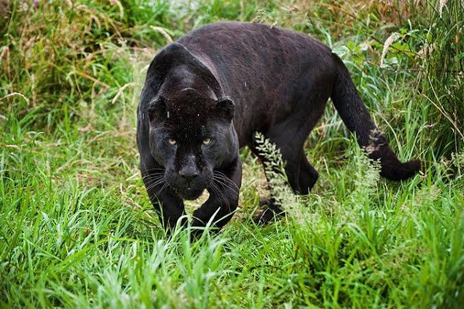 Panther